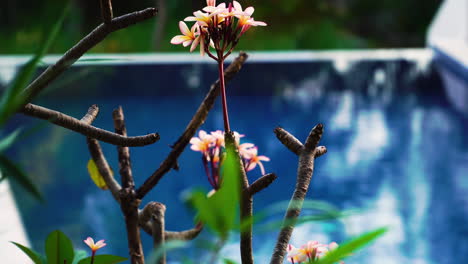 Majestuosa-Flor-Japonesa-Que-Florece-En-El-Agua-Azul-De-La-Piscina,-Vista-Inclinada-Hacia-Arriba
