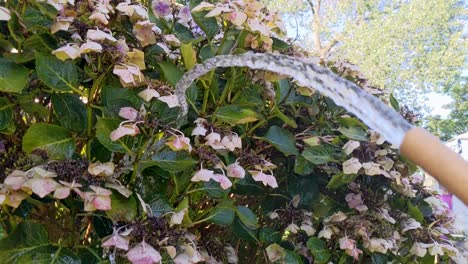 Slow-Motion-Hose-Watering-Hydrangea-in-Garden-During-Record-Heat-Wave-UK