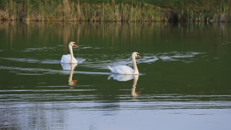 Two-white-swans-swimming-together-on-a-calm-lake,-tracking-shot