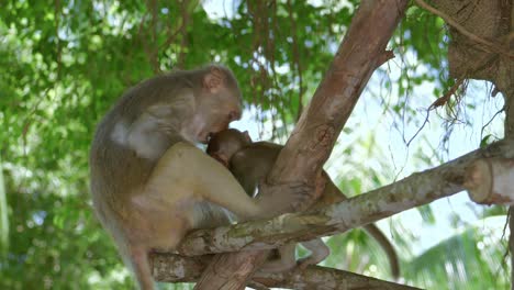 Cinematic-video-shows-a-mother-golden-monkey-feeding-her-young-in-a-tree-in-Danang-City,-Vietnam's-Khi-Son-Tra-peninsula