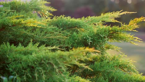 Close-up-shot-of-a-pine-tree