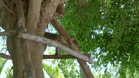 Golden-monkey-scratching-her-own-body-while-sitting-in-the-branch-of-tree-in-in-Danang-City,-Vietnam's-Khi-Son-Tra-peninsula