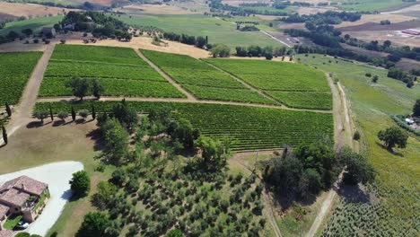 Flying-over-a-large-wine-production-area-in-Italy,-large-vineyards-of-"verdicchio"-grapes