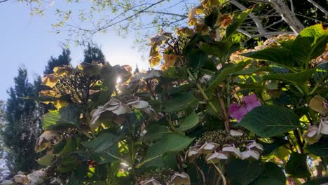 Slow-Motion-Sun-Flare-Peaking-Through-Hydrangea-Bush-on-Hot-Sunny-Day-UK
