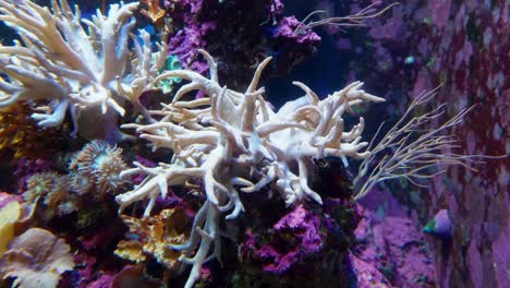 Detail-of-coral-bleaching-in-a-large-aquarium-in-Singapore