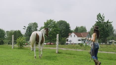 Adult-male-pinto-horse-in-a-field,-young-cowgirl-walks-over-offering-food
