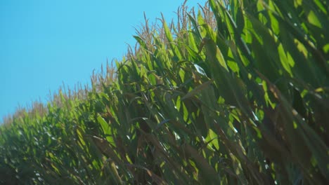 Corn-stalks-swaying-by-the-wind-on-a-sunny-summer-day