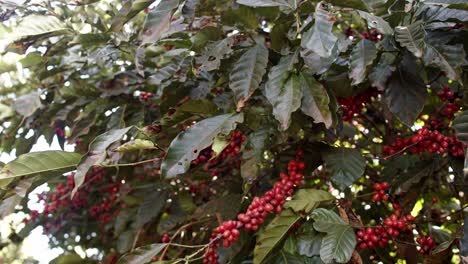 Kaffeepflanze-Voller-Reifer-Roter-Kaffeekirschen.-Statisches-Standbild