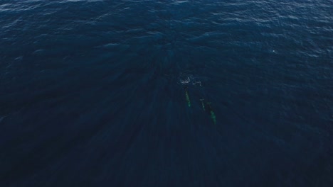 Tres-Ballenas-Nadando-Lejos-De-La-Superficie-Juntas-En-Un-Grupo-En-Madeira