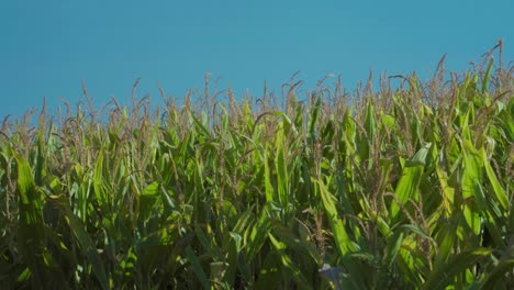Maispflanzen,-Die-An-Einem-Sonnigen-Sommertag-Vom-Wind-Bewegt-Werden-1