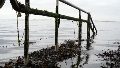 Close-up-of-an-overgrown-railing-on-the-shore-of-the-north-sea-at-low-tide-with-the-seaweed-floating-above-the-water