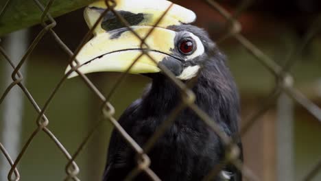 Close-up-shot-of-a-Juvenile-Great-Hornbill-inside-a-cage-in-Tham-Pla-Pha-Suea-National-Park,-northern-Thailand