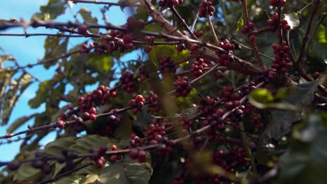 Ripe-red-coffee-cherries-hanging-on-tree-stem,-ready-for-harvest