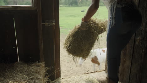Medium-shot-of-a-young-woman-cowgirl-feeding-her-horse-straw-from-a-barn