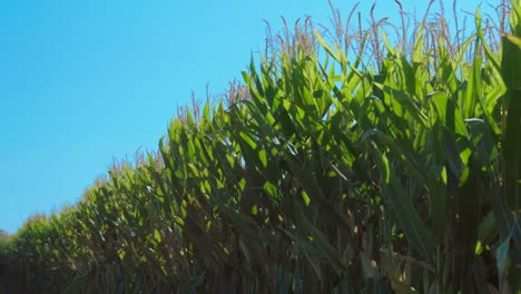 Maispflanzen,-Die-An-Einem-Sonnigen-Sommertag-Vom-Wind-Bewegt-Werden
