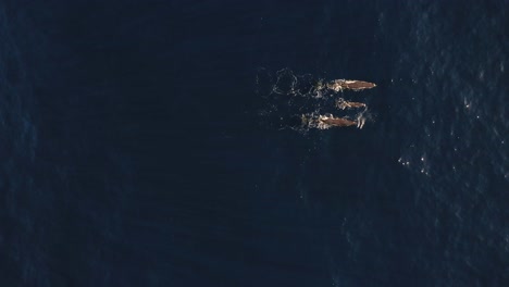 Drone-shot-of-a-family-of-three-whales-swimming-together-on-the-surface
