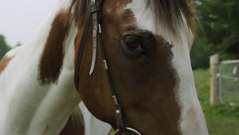 Close-up-shot-of-a-beautiful-adult-male-pinto-horse,-camera-pulls-back-to-reveal-young-cowgirl-holding-the-reins
