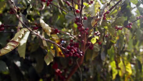 Close-up,-ripe-red-coffee-cherries-hanging-from-tree-stem