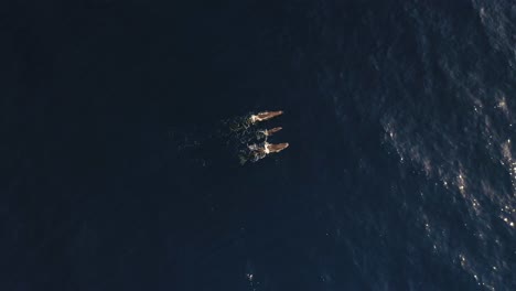 Circling-drone-shot-of-a-family-of-whales-swimming-together