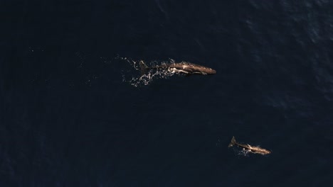 Two-whales-swimming-alongside-each-other,-one-big-and-one-small