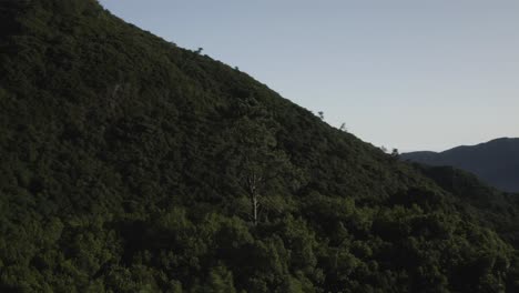 Luftaufnahme-Der-Landschaft-Am-Caminho-Do-Pinaculo-E-Foldhadal-Auf-Madeira-Am-Morgen-Mit-Einem-Einzelnen-Baum,-Der-Allein-Steht