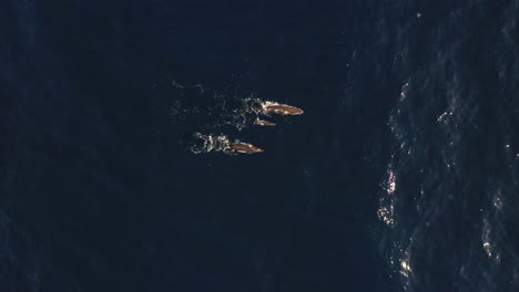 A-family-of-three-whales-are-swimming-together-on-the-surface