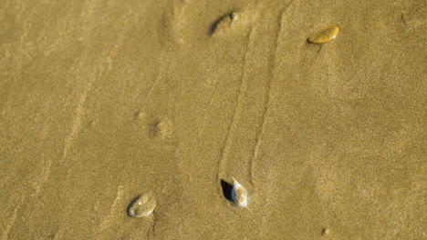 Tiny-plough-sea-snail-moving-across-wet-beach-sand-at-low-tide