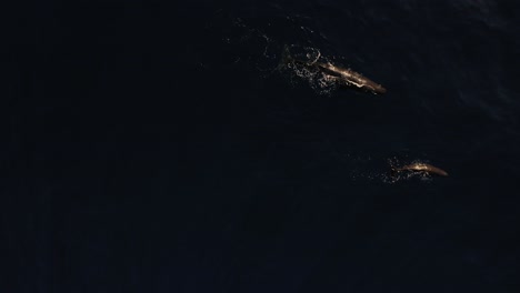 Zwei-Wale-Schwimmen-Zusammen-In-Den-Letzten-Strahlen-Des-Sonnenuntergangs-Mit-Dem-Tiefen,-Dunklen-Und-Fast-Schwarzen-Ozean-Unter-Ihnen