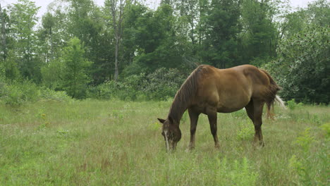 Beautiful-young-cowgirl-rides-her-horse-through-an-open-pasture,-grazing-horse-in-the-foreground