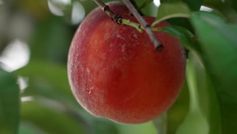 Ripe-peach-hanging-on-tree-in-peach-orchard