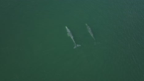 Pair-of-Two-Grey-Whales-Swimming-in-Gulf-of-California,-Mexico---Aerial