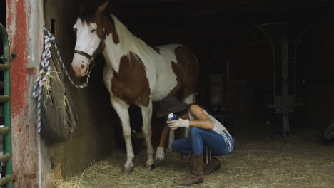 Trained-young-cowgirl-applies-hoof-varnish-to-an-adult-male-pinto-horse-1