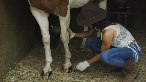Trained-young-cowgirl-applies-hoof-varnish-to-an-adult-male-pinto-horse