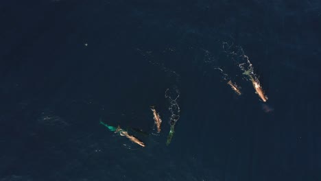 Top-down-angle-drone-clip-with-of-a-whale-family-of-six,-swimming-together-in-the-dark-blue-ocean-in-Madeira