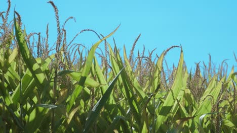 Maispflanzen,-Die-An-Einem-Sonnigen-Sommertag-Vom-Wind-Geschüttelt-Werden