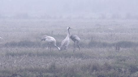 Common-cranes-eating-in-a-field-in-the-early-morning-fog