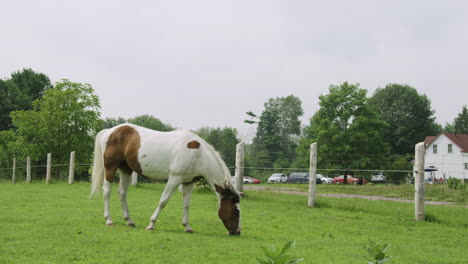 Beautiful-adult-male-pinto-horse-grazes-peacefully-in-a-field