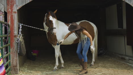 Young-attractive-cowgirl-grooms-her-pinto-horse-in-a-stable-2