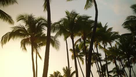 Schöner-Sonnenuntergang-Durch-Die-Palmen-In-Hawaii