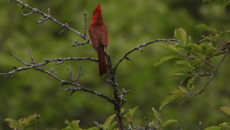 Breathtaking-red-songbird-Northern-Cardinal-standing-on-a-tree-branch-and-singing-love-songs