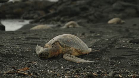 Schildkröte,-Die-Am-Strand-Von-Einem-Der-Schwarzen-Sandstrände-Hawaiis-Ruht