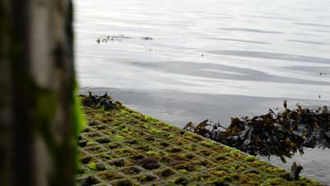 Close-up-shot-of-a-seaweed-covered-grid-in-the-North-Sea-in-the-Netherlands