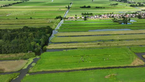 Beautiful-aerial-orbitting-shot-of-polder-land,-with-many-small-slagenlandschap,-some-livestock,-and-the-village-of-Berkenwoude-in-the-background,-Netherlands