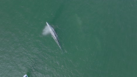 Grey-Whale-Breaching-Ocean-Water-Surface-and-Spouting,-Aerial-View