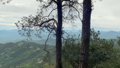 Bäume-Und-Laub-Mit-Einer-Landschaftsansicht-Von-Kasauli-In-Indien