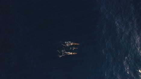 Eine-Familie-Von-Drei-Walen-Schwimmt-Zusammen,-Während-Einer-Ausatmet-Und-Wasser-Spritzt