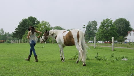 Trained-cowgirl-confidently-walks-her-adult-male-pinto-horse-across-a-field