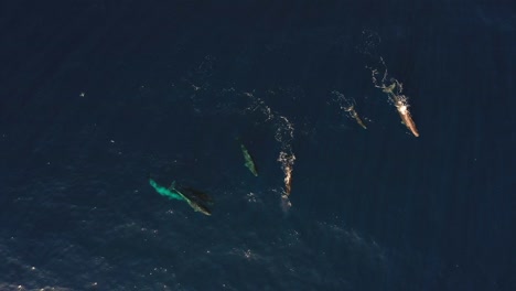 Aerial-clip-of-a-whale-family-of-six,-swimming-together-in-the-dark-blue-ocean-in-Madeira