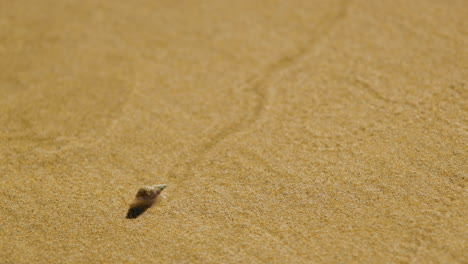 Plough-snail-leaves-trail-in-wet-beach-sand-at-low-tide