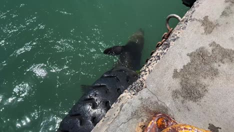 Seal-eating-fish-in-the-harbour